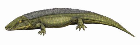 Chroniosuchus paradoxus