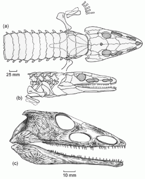 Chroniosuchus paradoxus