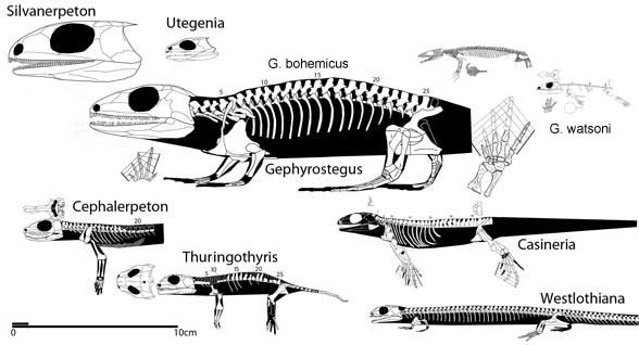 size comparaison of early amniotes and proto-amniotes