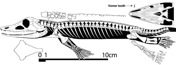 Chroniosaurus dongusensis