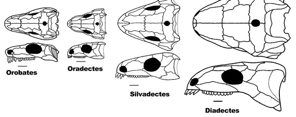 Diadectids