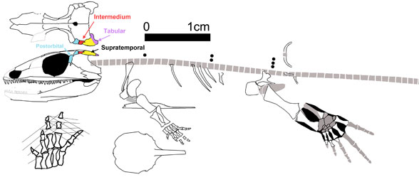 Gephyrostegus watsoni  specimen no.2