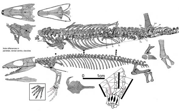 Gephyrostegus watsoni specimen no.1