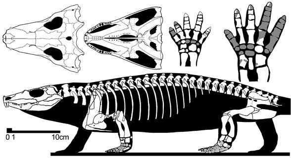 Tseajaia campi