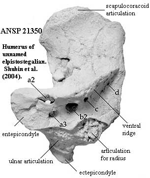 ANSP 21350 Shubin et al (2004)