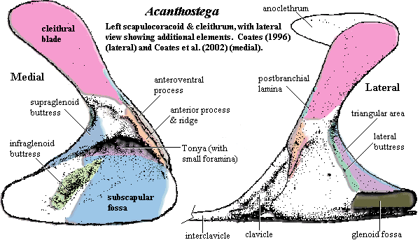 Acanthostega pectoral.  Coates (1996) & Coates et al. (2002)