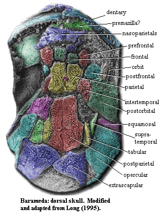 Barameda dorsal skull Long (1995)