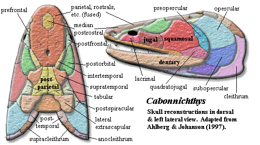 Cabonnichthys skull from Ahlberg & Johanson (1997).