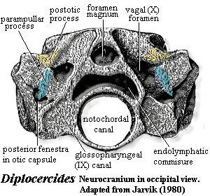 Diplocercides neurocranium in occipital view.  Jarvik (1980)