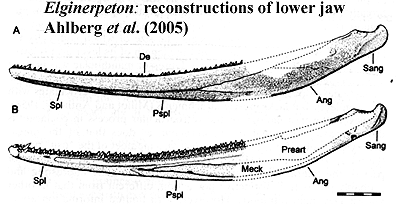 Elginerpeton jaw.  Ahlberg et al. (2005)