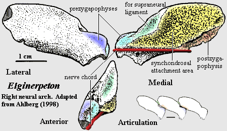 Elginerpeton right neural arch.  Ahlberg et al. (1998)