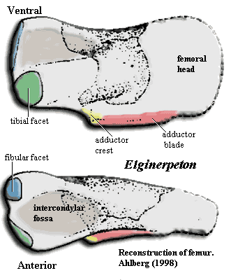 Elginerpeton femur.  Ahlberg (1998)