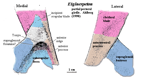 Elginerpeton partial pectoral girdle.  Ahlberg (1998)