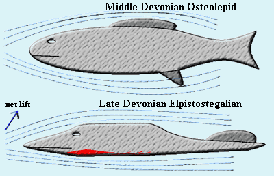 Body Form & Hydrodynamics