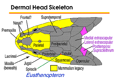 Eusthenopteron Dermal Cranial bones