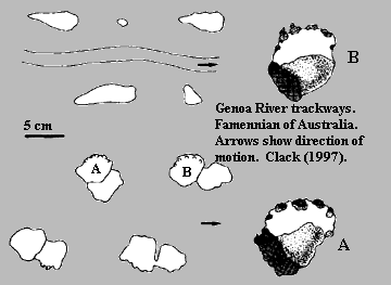 Genoa River Trackways.  Clack (1997)