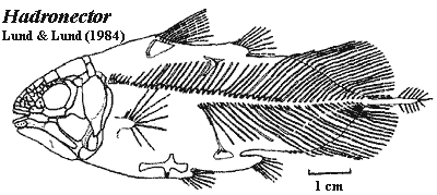 Hadronector.  Lund & Lund (1984)