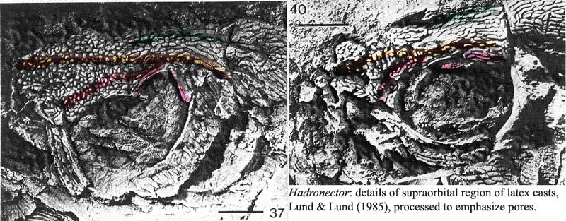 Orbital region of Hadronector.  Lund & Lund (1985)