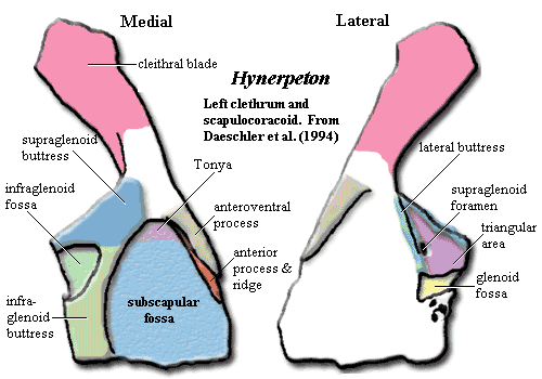 Hynerpeton pectoral girdle.  Daeschler et al. (1994).