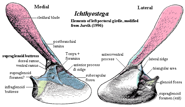 Ichthyostega pectoral elements.  Jarvik (1996)