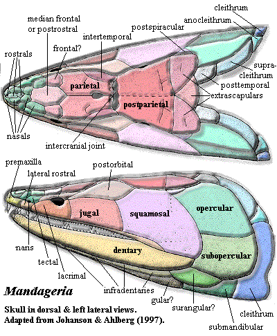 Mandageria dorsal & lateral skull.  Johanson & Ahlberg (1997)