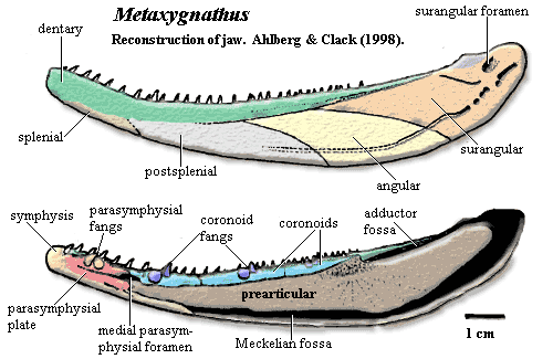 Metaxygnathus jaw.  Ahlberg & Clack (1998)