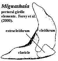 Niguashaia Extracleithrum.  Forey et al. (2000)