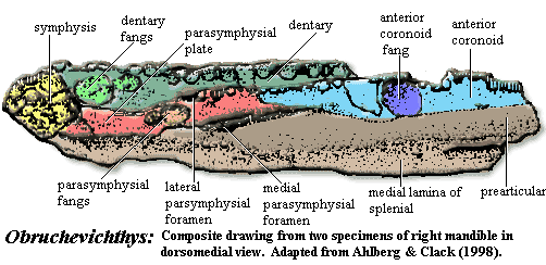 Obruchevichthys Composite.  Ahlberg & Clack (1998)