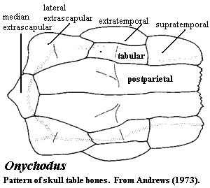 Onychodus Skull Table  Andrews (1973)