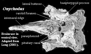 Onychodus ventral braincase.  Long (2001).