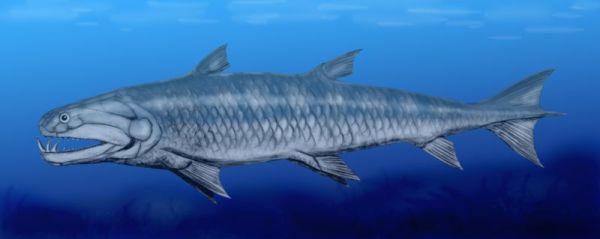 Onychodus sigmoides