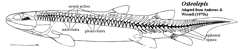 Osteolepis spine reconstruction.  Andrews & Westoll (1970a)