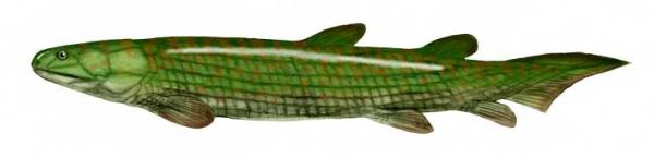 Osteolepis