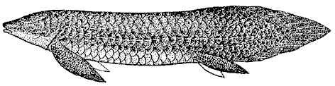 The Australian lungfish Ceratodus - Triassic to Recent