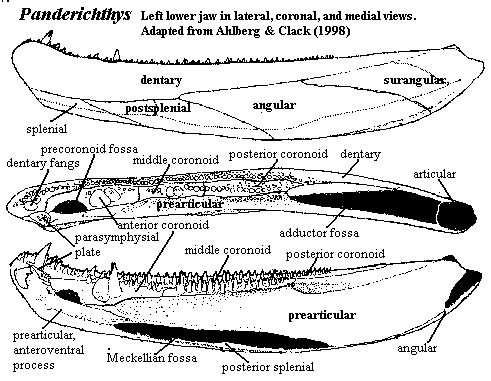 Panderichthys left lower jaw.  Ahlberg & Clack (1998).