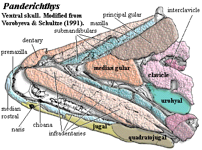 Panderichthys ventral skull.  Modified from Vorobyeva & Schultze (1991)