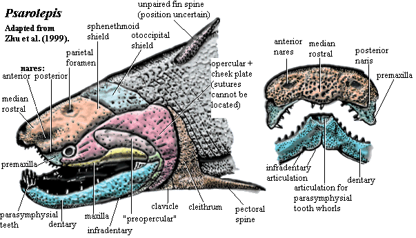 Psarolepis Reconstructions.  Zhu et al. (1999).