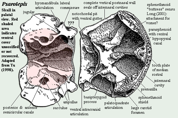 Psarolepis palatal skull.  Yu (1998).