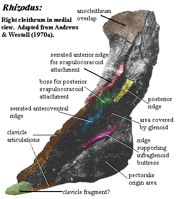 Rhizodus: medial view of cleithrum.  Andrews & Westoll (1970a)