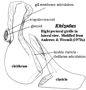 Rhizodus pectoral girdle.  Mod. from Andrews & Westoll (1970a).