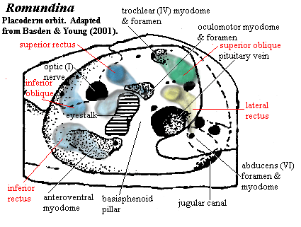 Romundina orbit and extrinsic muscles.  Basden & Young (2001)