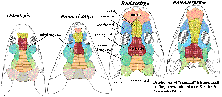 Development of standard tetrapod skull roof.  Schultze & Arsenault (1985)