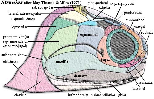 Strunius cranial dermal bones.  Moy-Thomas & Miles (1971).