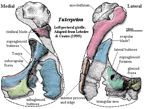 Tulerpeton pectoral girdle.  Lebedev & Coates (1995)