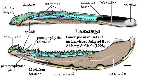 Ventastega Jaw adapted from Ahlberg & Clack (1998)