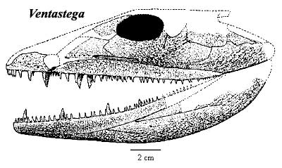 Ventastega skull