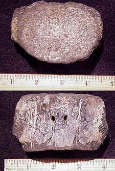 Cimoliasaurus vertebra