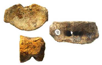 Leptocleidus-type cervical vertebra