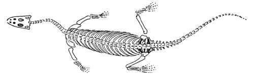 Neusticosaurus pusillus