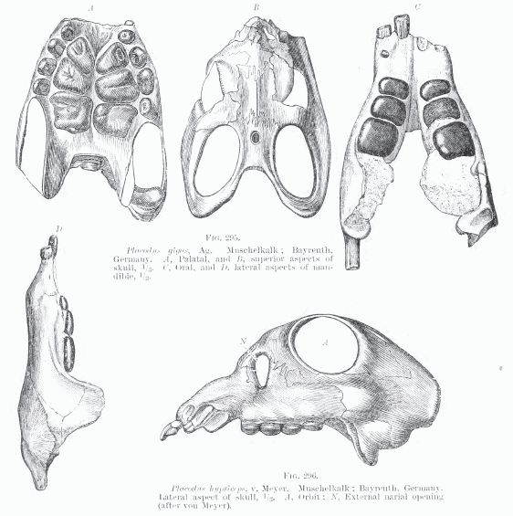 Placodus gigas